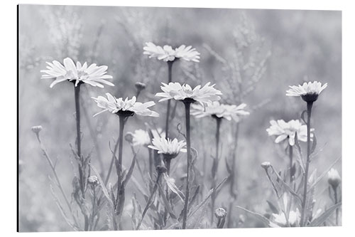 Aluminium print Daisies in b/w