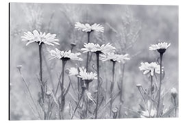 Quadro em alumínio Daisies in b/w