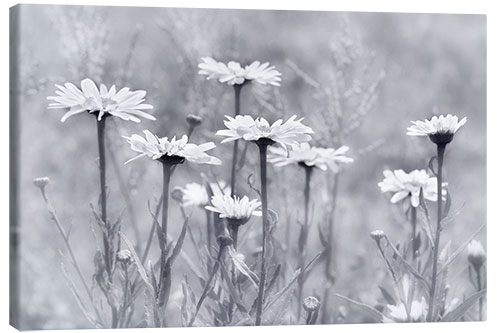 Canvas print Daisies in b/w