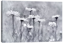 Canvas print Daisies in b/w