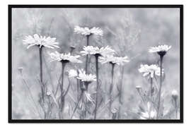 Gerahmter Kunstdruck Margeriten in s/w