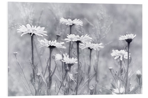 Foam board print Daisies in b/w