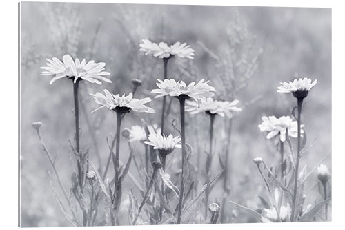 Gallery print Daisies in b/w