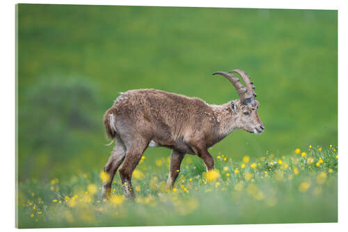 Akrylbilde Young alpine ibex