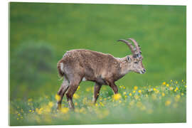 Quadro em acrílico Young alpine ibex