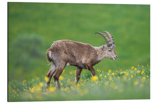 Aluminium print Young alpine ibex