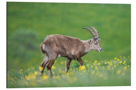 Aluminium print Young alpine ibex