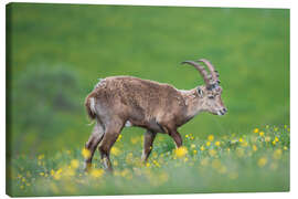 Canvas print Young alpine ibex