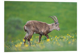 Tableau en PVC Young alpine ibex