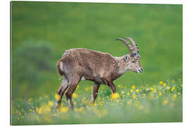 Tableau en plexi-alu Young alpine ibex