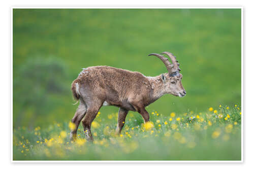 Poster Young alpine ibex