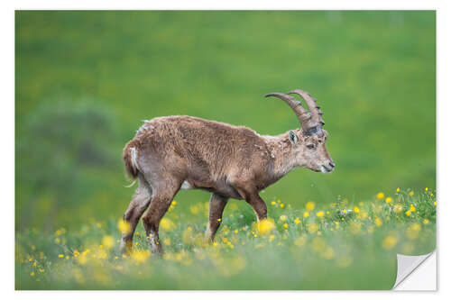 Naklejka na ścianę Young alpine ibex