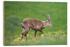 Holzbild Junger Alpensteinbock