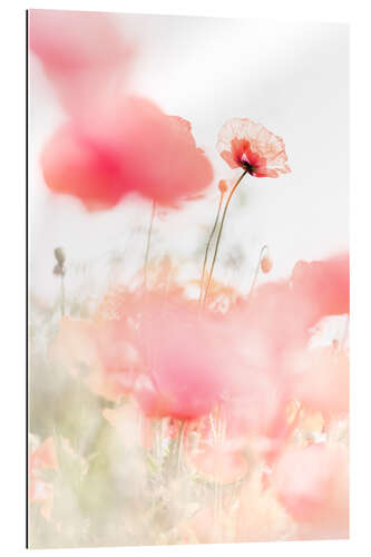 Gallery print Dancing Poppies II