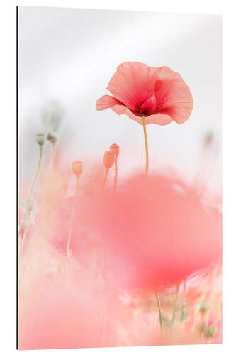 Tableau en plexi-alu Poppies in the field