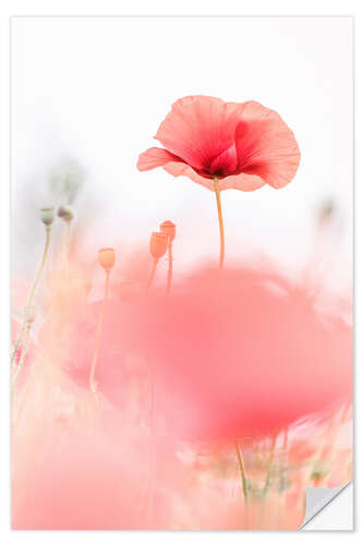 Selvklebende plakat Poppies in the field