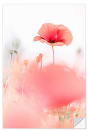 Selvklebende plakat Poppies in the field