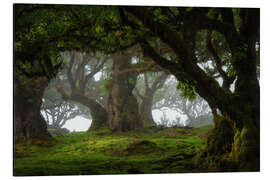 Tableau en aluminium Trees of Madeira, tree paradise