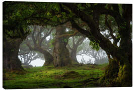 Canvas print Trees of Madeira, tree paradise