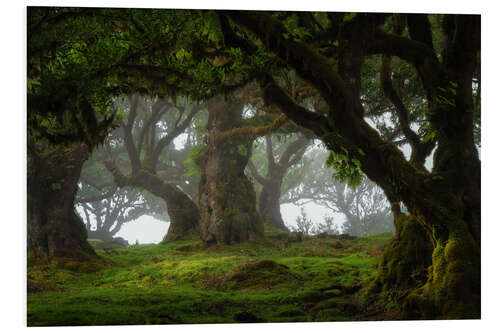 Foam board print Trees of Madeira, tree paradise