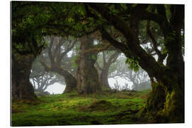 Tableau en plexi-alu Trees of Madeira, tree paradise