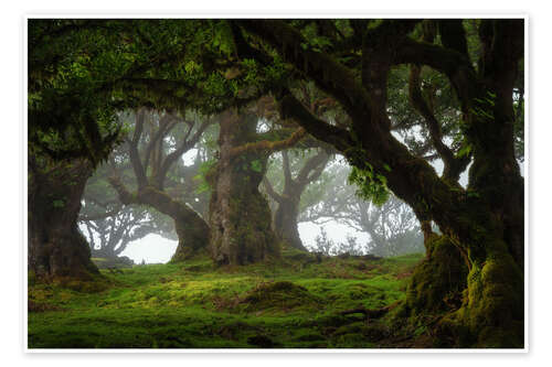 Poster Trees of Madeira, tree paradise