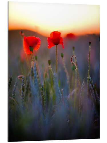 Cuadro de aluminio Dreamy bokeh of red poppies