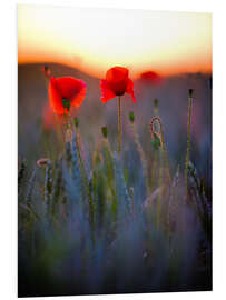 Hartschaumbild Verträumtes Bokeh von roten Mohnblumen