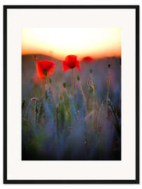 Gerahmter Kunstdruck Verträumtes Bokeh von roten Mohnblumen