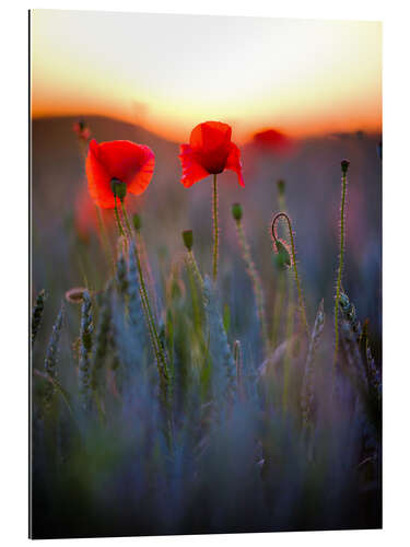 Gallery Print Verträumtes Bokeh von roten Mohnblumen