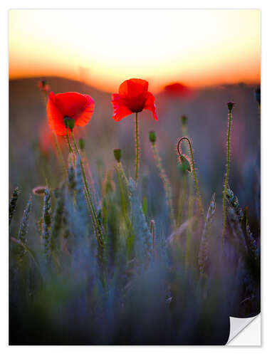 Selvklebende plakat Dreamy bokeh of red poppies