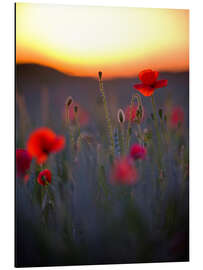 Tableau en aluminium Dreamy bokeh of red poppies in the setting sun