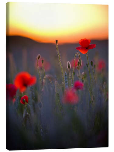 Canvas print Dreamy bokeh of red poppies in the setting sun