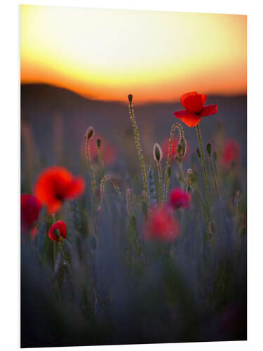 Foam board print Dreamy bokeh of red poppies in the setting sun