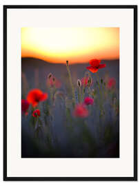 Gerahmter Kunstdruck Verträumtes Bokeh von roten Mohnblumen bei untergehender Sonne