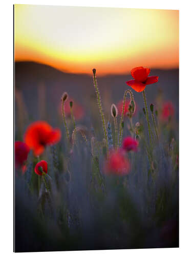 Quadro em plexi-alumínio Dreamy bokeh of red poppies in the setting sun