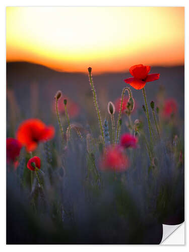 Selvklebende plakat Dreamy bokeh of red poppies in the setting sun