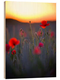 Wood print Dreamy bokeh of red poppies in the setting sun