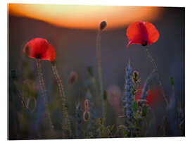 Acrylic print Dreamy bokeh of red poppies