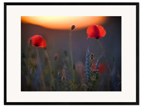 Innrammet kunsttrykk Dreamy bokeh of red poppies