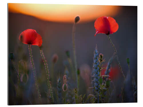 Gallery Print Verträumtes Bokeh von roten Mohnblumen