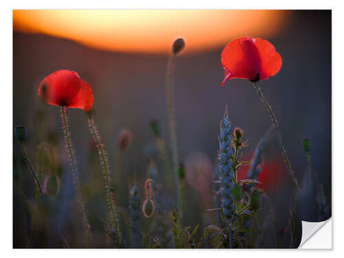 Selvklebende plakat Dreamy bokeh of red poppies