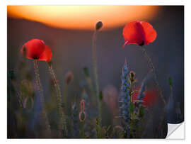 Selvklebende plakat Dreamy bokeh of red poppies