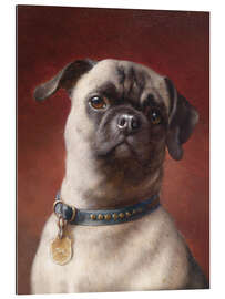 Gallery print Pug