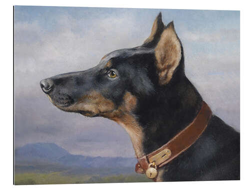 Cuadro de plexi-alu Portrait of a Doberman