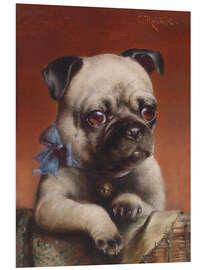 Foam board print Young Pug