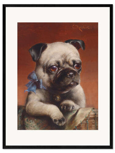 Framed art print Young Pug