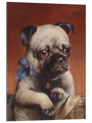 Quadro em plexi-alumínio Young Pug