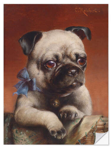 Selvklebende plakat Young Pug