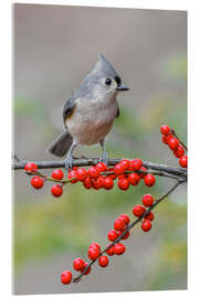Akryylilasitaulu Tufted Titmouse and Red Berries